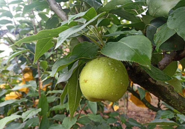 展示绿宝石梨果园的种植环境,阳光下的果树挂满翠绿果实 绿宝石梨果园实景