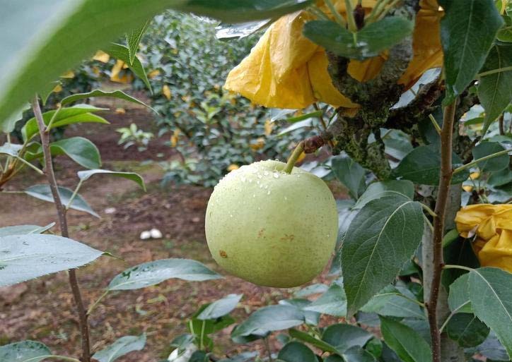 绿宝石梨果园实景