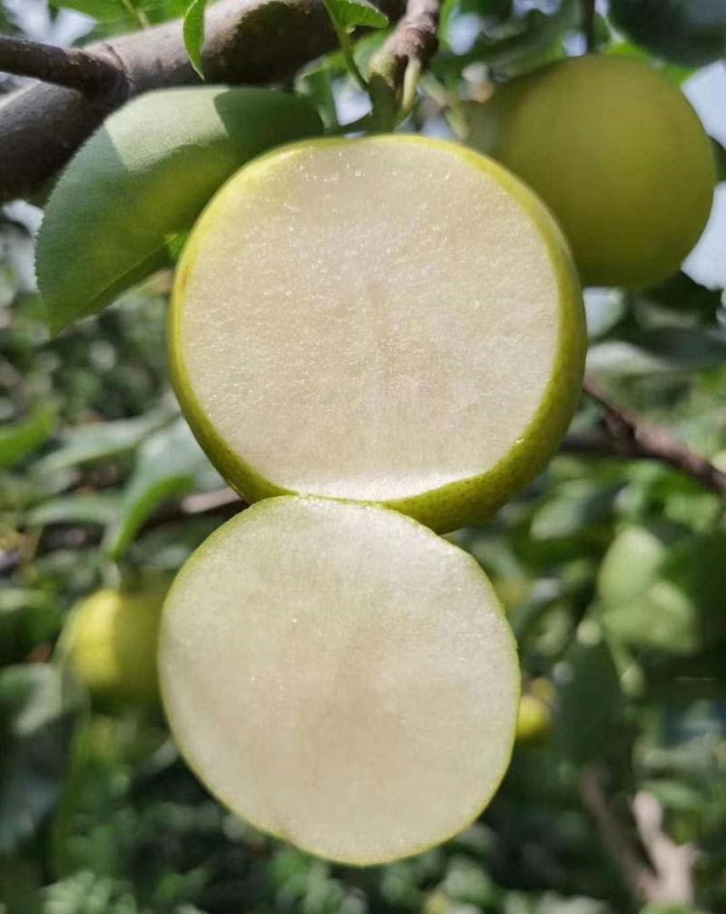 梨树苗苹果梨苗品种纯正根系发达现挖现发