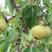 梨树苗苹果梨苗品种纯正根系发达现挖现发