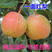 梨树苗一面红梨苗品种纯正根系发达现挖现发