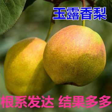 梨树苗玉露香梨苗品种纯正根系发达现挖现发