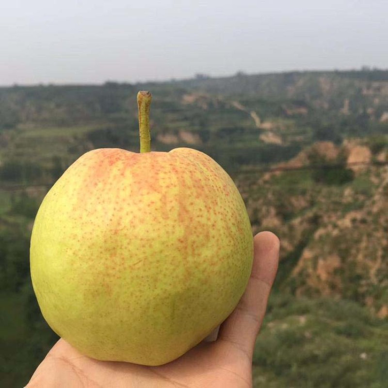 梨树苗玉露香梨苗品种纯正根系发达现挖现发