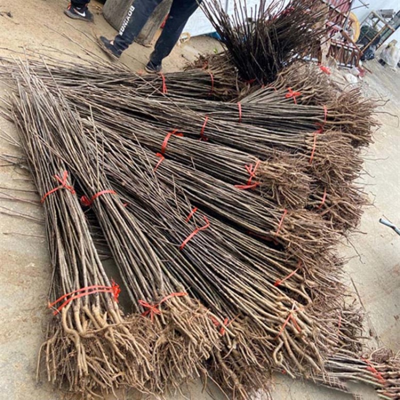 梨树苗玉露香梨苗品种纯正根系发达现挖现发