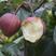 梨树苗早酥红梨苗品种纯正根系发达现挖现发