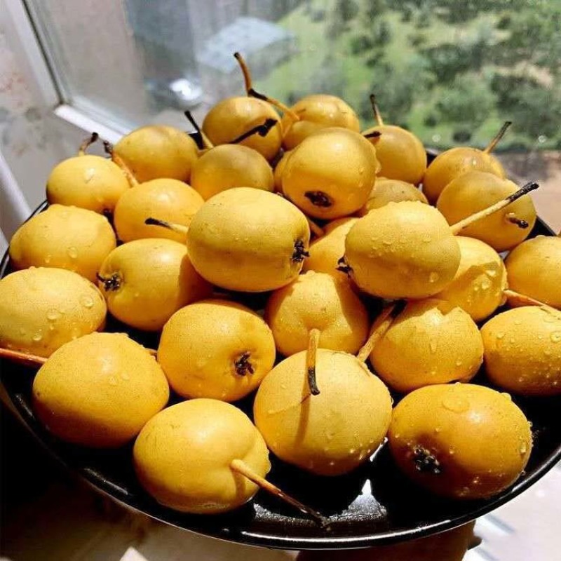 梨树苗早香水梨苗品种纯正根系发达现挖现发