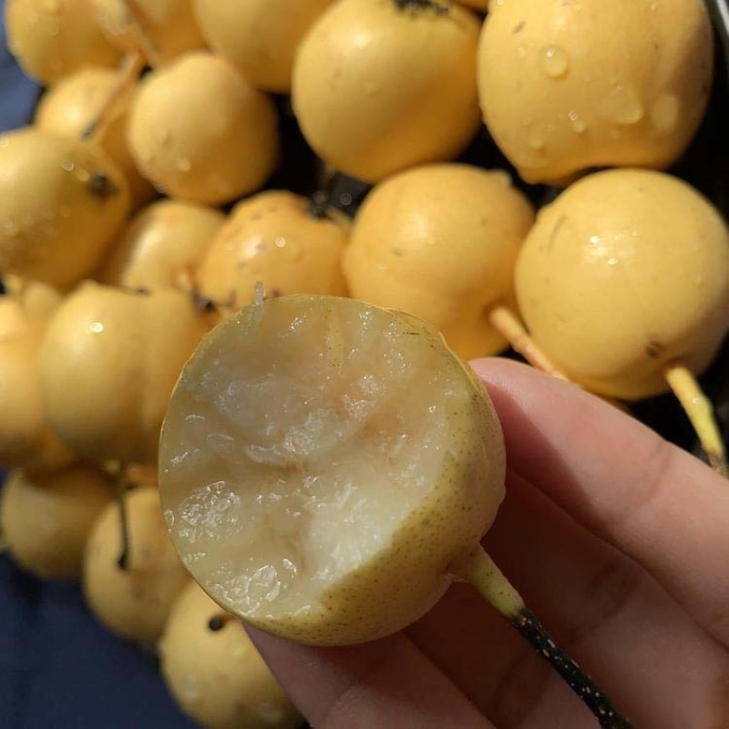 梨树苗早香水梨苗品种纯正根系发达现挖现发