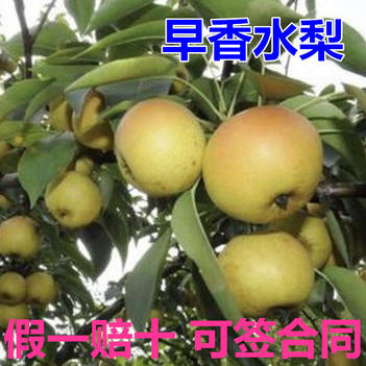 梨树苗早香水梨苗品种纯正根系发达现挖现发