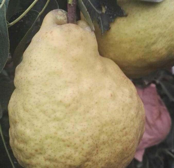 丑梨成熟果园,果实表皮皱缩,颜色偏黄,已进入采摘期 丑梨成熟果园