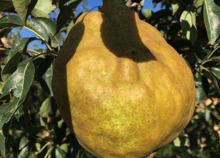 图表展示丑梨与常见水果的营养成分对比,包括维生素C、膳食纤维、单宁含量等 丑梨营养成分表