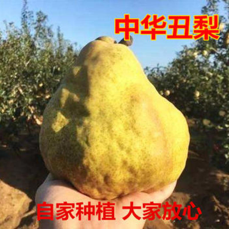 梨树苗中华丑梨苗品种纯正根系发达现挖现发