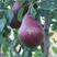 梨树苗紫巴梨树苗品种纯正根系发达现挖现发