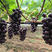 葡萄苗黑色极香葡萄苗品种纯正根系发达现挖现发