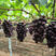 葡萄苗黑色极香葡萄苗品种纯正根系发达现挖现发