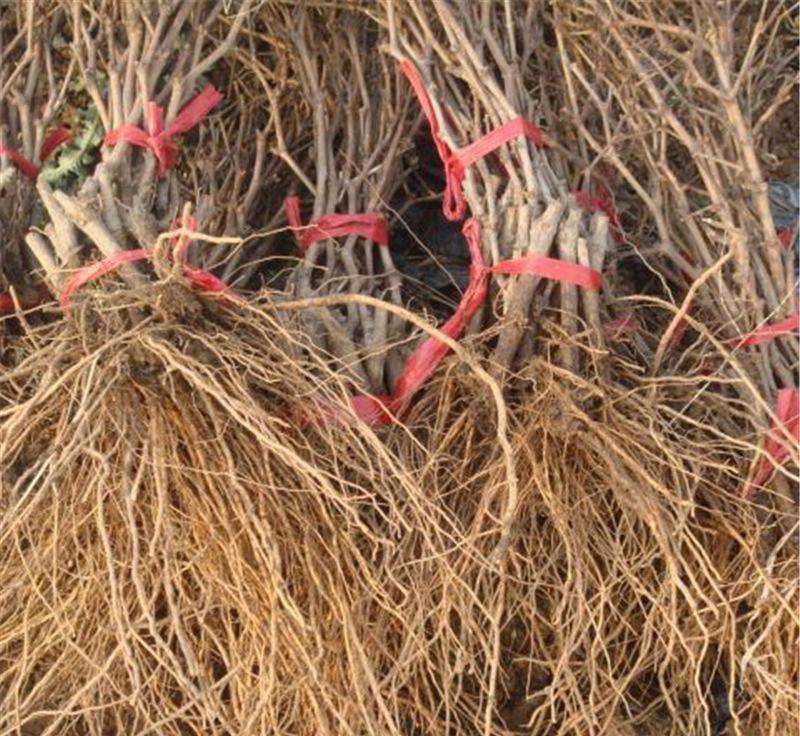 葡萄苗黑色阳光玫瑰苗品种纯正根系发达现挖现发