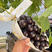 葡萄苗黑提香印葡萄苗品种纯正根系发达现挖现发