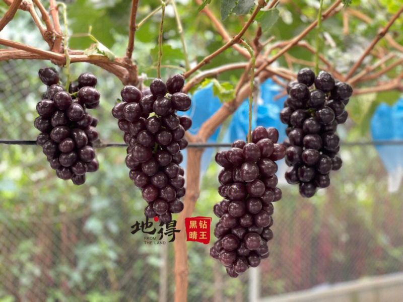 葡萄苗黑钻晴王葡萄苗品种纯正根系发达现挖现发