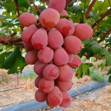 葡萄苗妮娜女皇葡萄苗品种纯正根系发达现挖现发