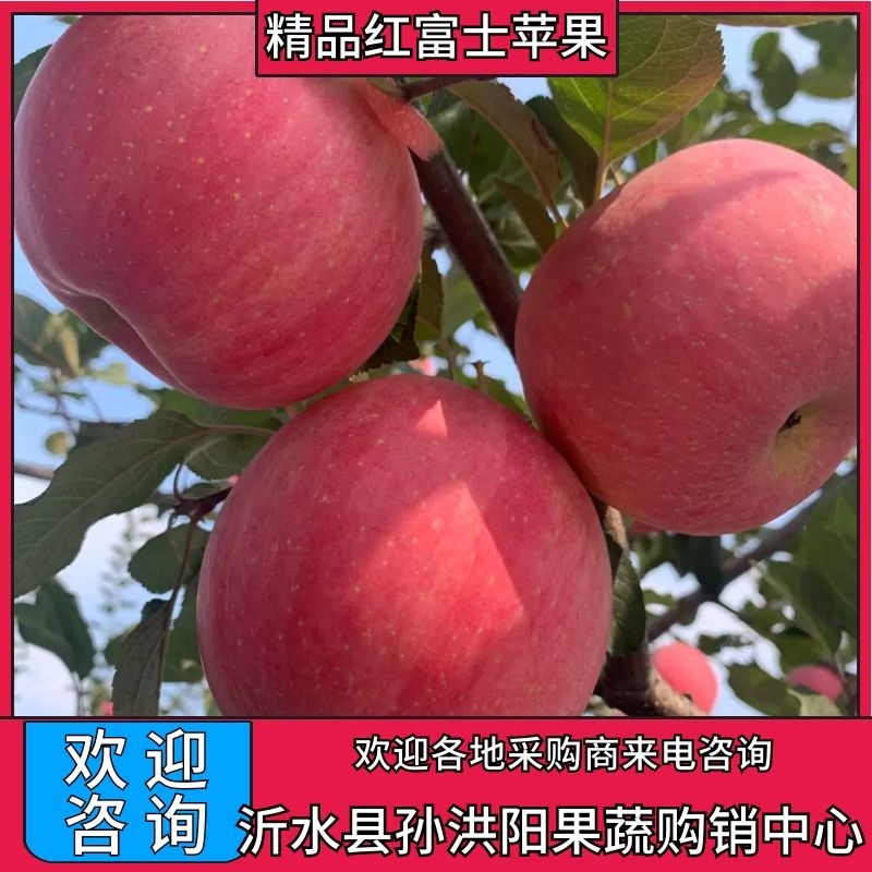 山东纸袋红富士苹果鲜果大量供应优质货源对接电商商超