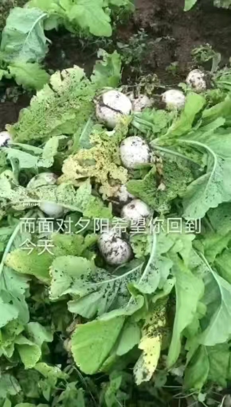 又大又白的圆根萝卜一手货源视频看货品质保证以质论价