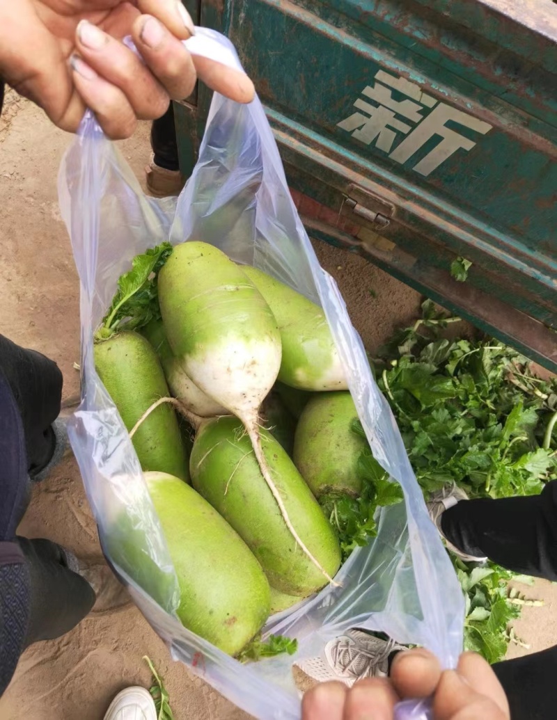 【精品】开封精品青萝卜产地一手货源大量现货