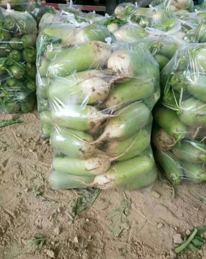 【精品】开封精品青萝卜产地一手货源大量现货