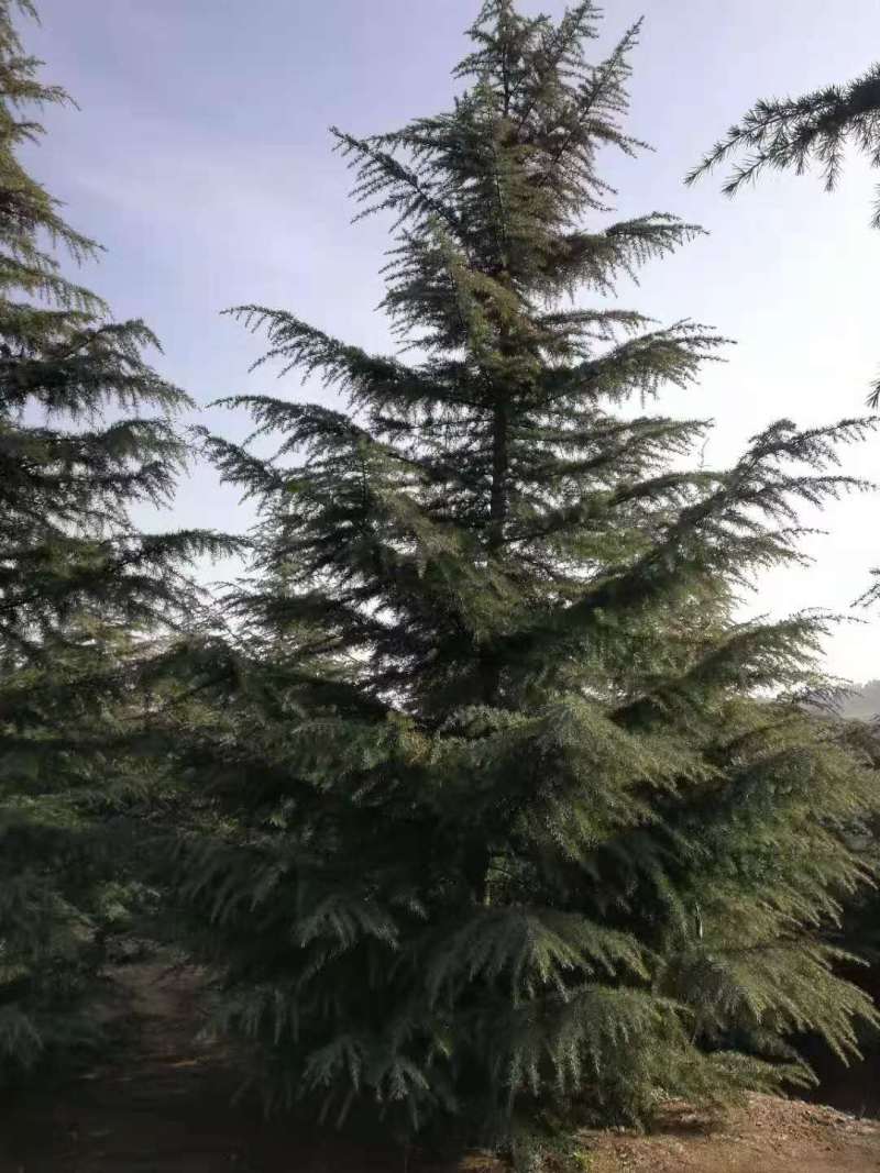 8米雪松价格优惠，冠幅饱满，枝条匀称，主杆直。