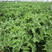 非洲冰菜种子水晶冰草种子种籽苗高产四季冰菜苗籽种子