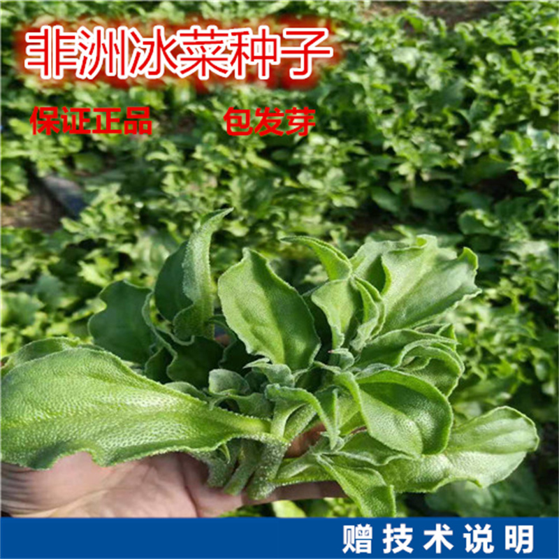 非洲冰菜种子水晶冰草种子种籽苗高产四季冰菜苗籽种子