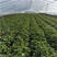 非洲冰菜种子水晶冰草种子种籽苗高产四季冰菜苗籽种子