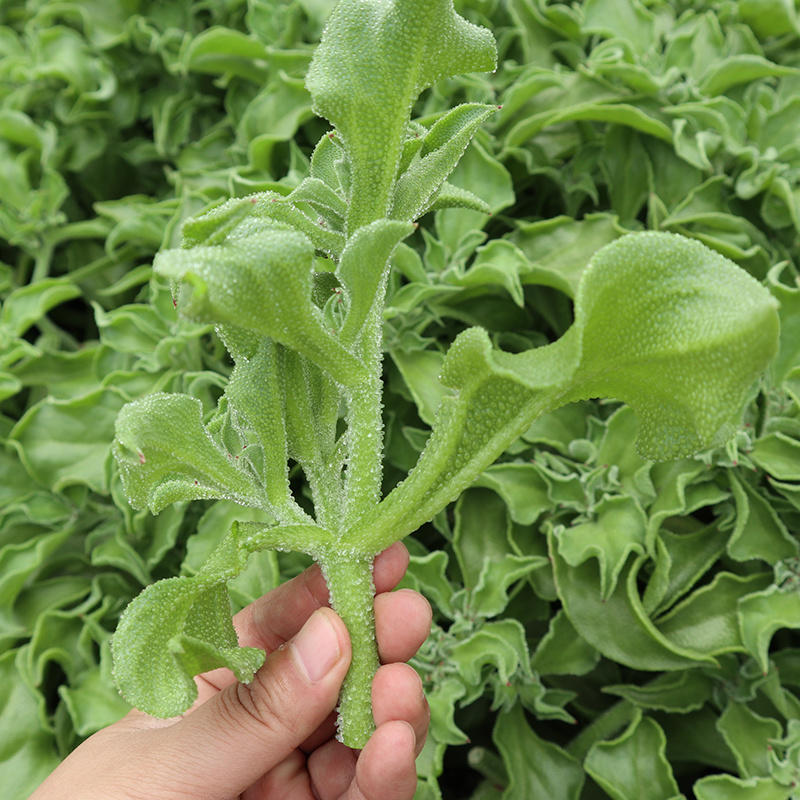 冰菜种子四季播种冰草种子水晶冰菜新鲜高产菜耐寒耐旱种子