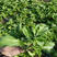 冰菜种子四季播种冰草种子水晶冰菜新鲜高产菜耐寒耐旱种子