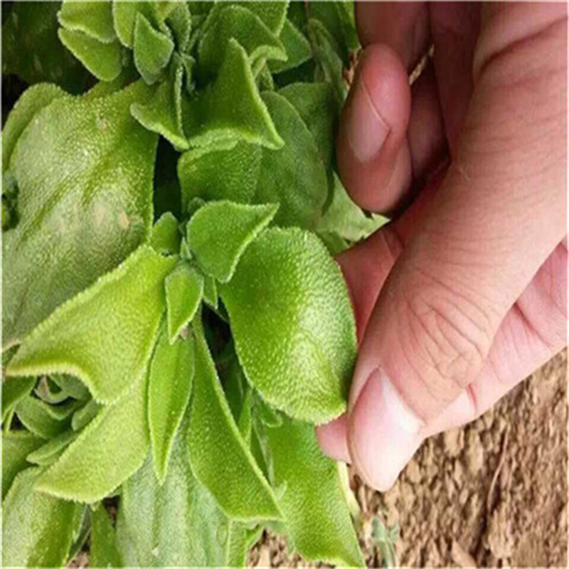 冰菜种子四季播种冰草种子水晶冰菜新鲜高产菜耐寒耐旱种子