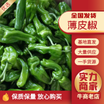 鲜辣椒，芜湖椒，万亩辣椒大量上市，产地直供，一手货源。