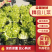儿菜，又称多子菜，一首货源，产地直供，全国代发代收。