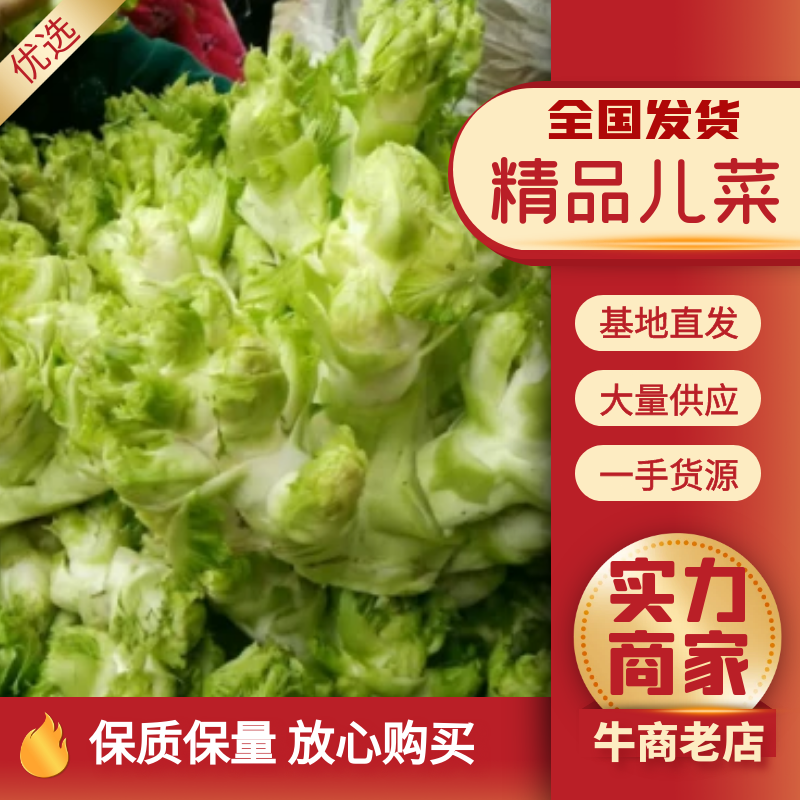 万亩儿菜大量上市中，一手货源，保质保量。