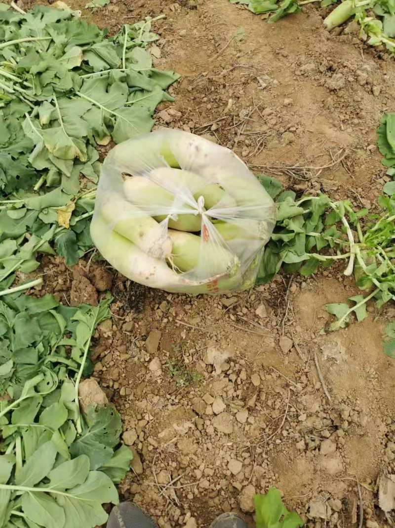 萝卜青萝卜白萝卜品种多欢迎来电咨询订购
