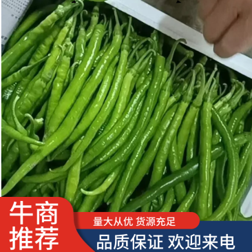 新鲜线椒专业代收货源充足辣度适中新鲜采摘当天装车