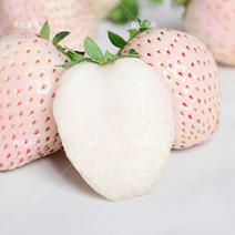优质白雪公主草莓种子草莓种子奶香味十足口感细腻
