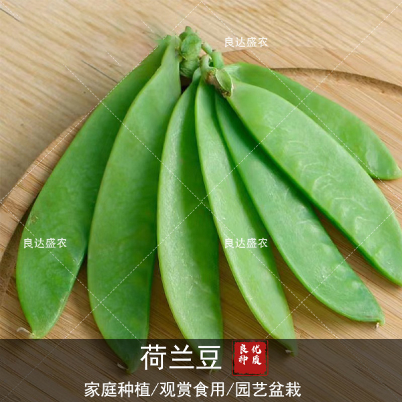 优质荷兰豆种子适应性广口感清脆爽口适应性强