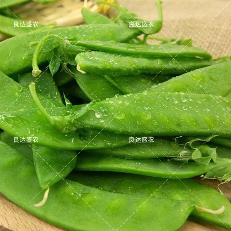 优质荷兰豆种子适应性广口感清脆爽口适应性强