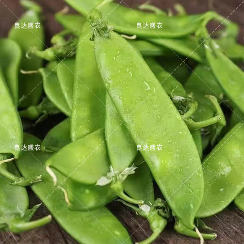 优质荷兰豆种子适应性广口感清脆爽口适应性强