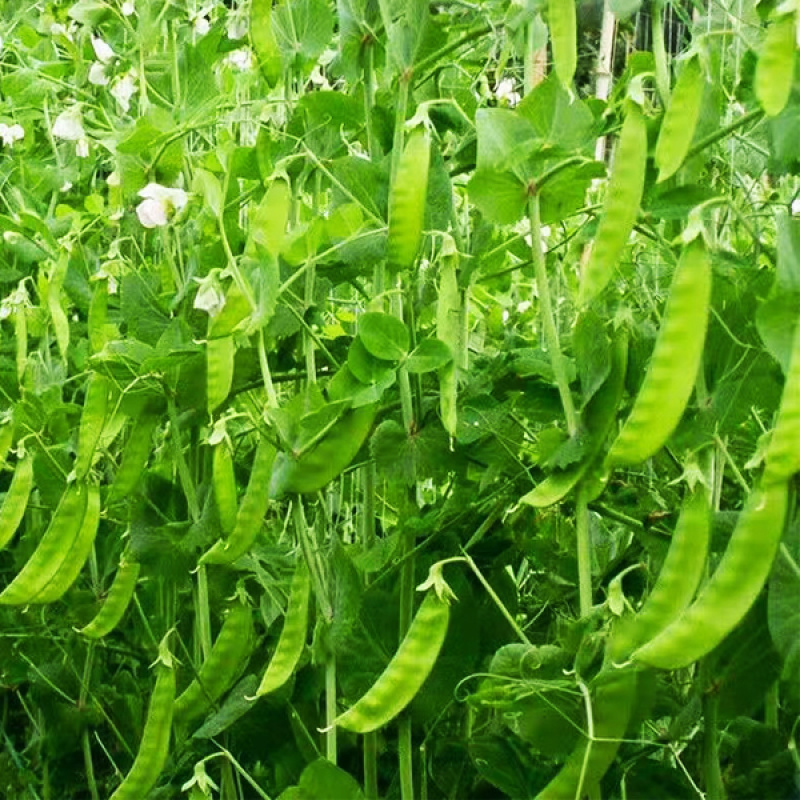 优质荷兰豆种子适应性广口感清脆爽口适应性强