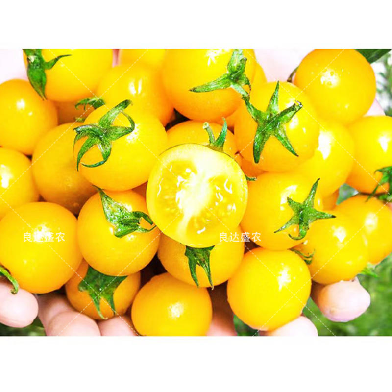 优质黄妃2号种子黄色番茄种子口感佳外观美颜