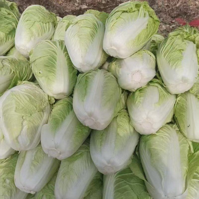 精品黄心白菜产地直发量大从优欢迎全国客户订购