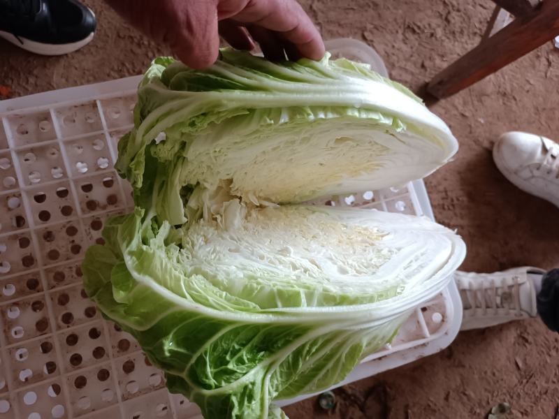 精品黄心白菜产地直发量大从优欢迎全国客户订购