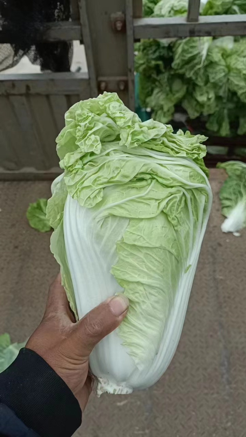 精品黄心白菜产地直发量大从优欢迎全国客户订购