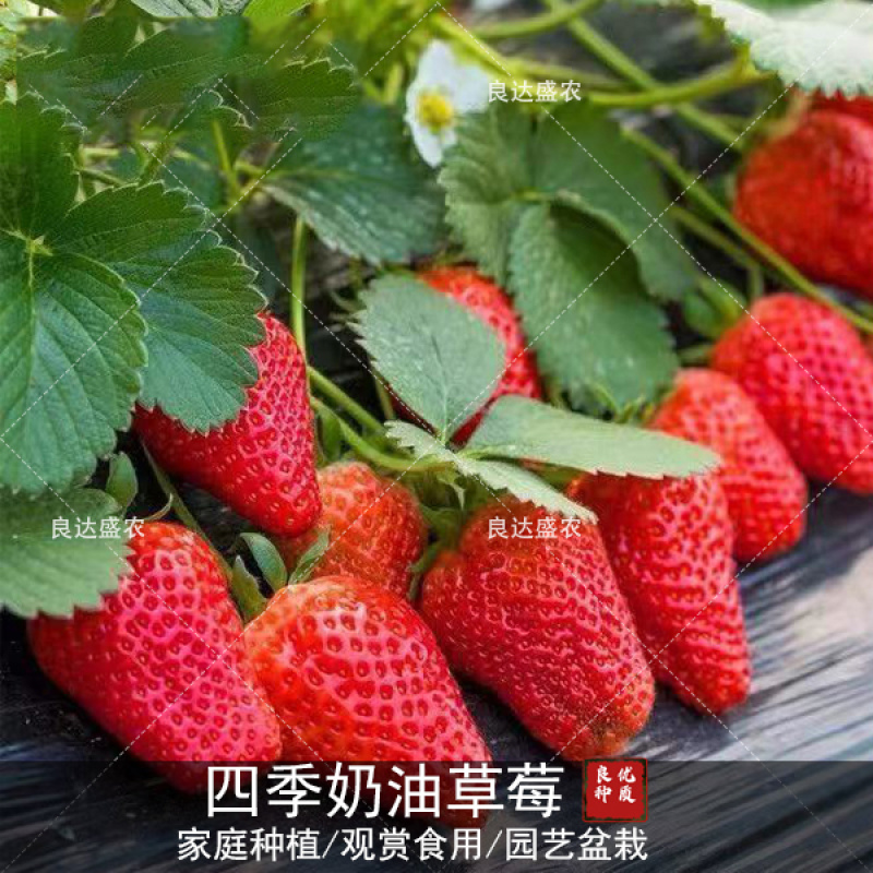 优质四季奶油草莓种子味道甜松软多汁奶油味浓