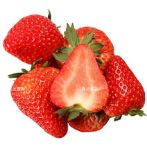 优质四季奶油草莓种子味道甜松软多汁奶油味浓
