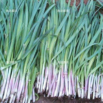 紫根韭菜种子植株抗寒性强适应性广泛叶片浓绿宽厚